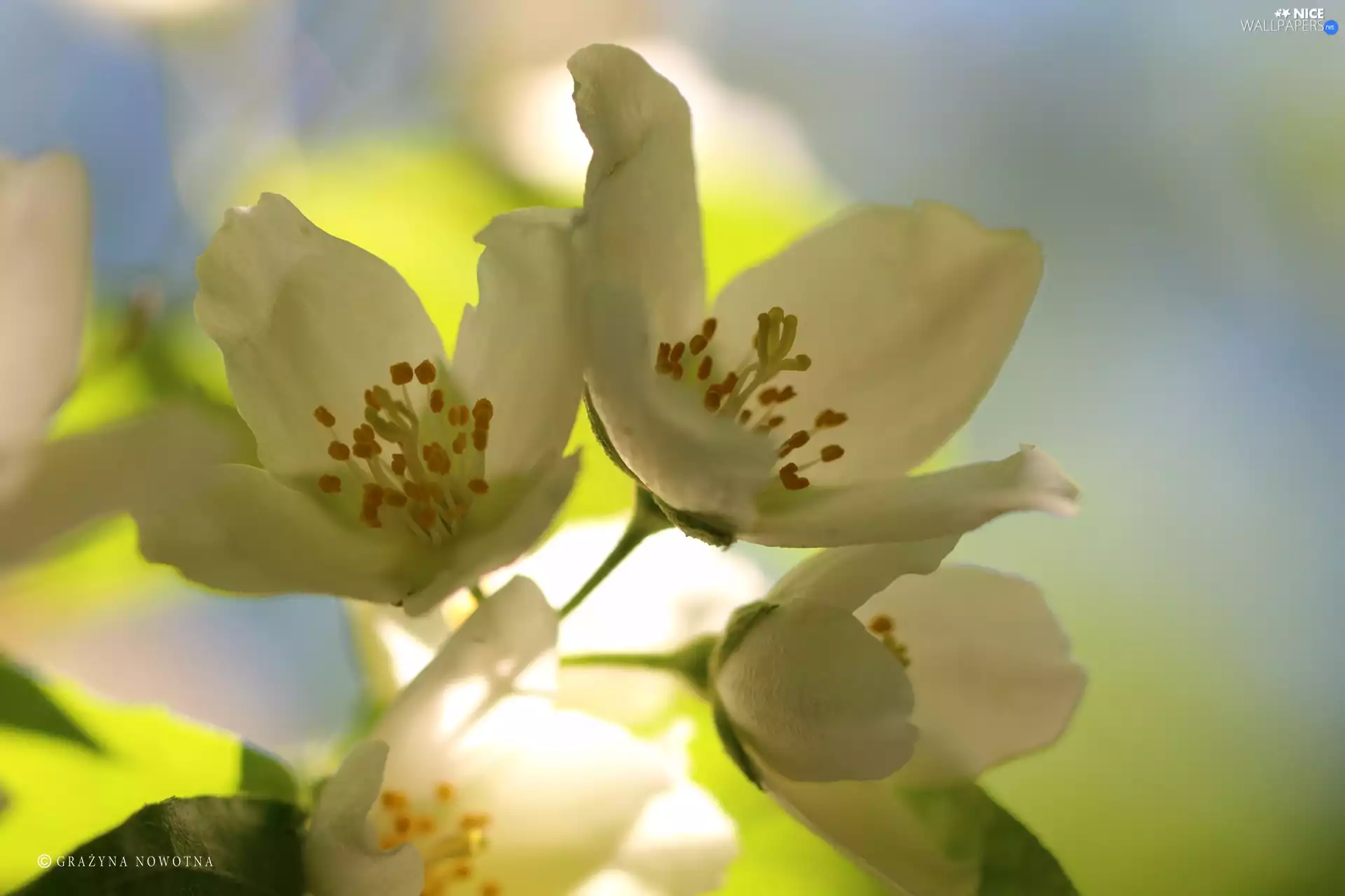 jasmine, White, Flowers, Bush