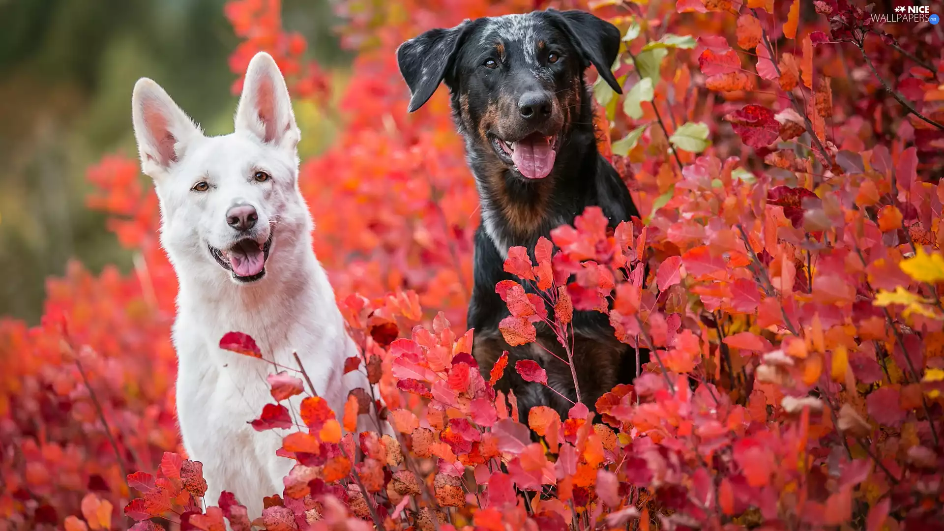 mongrel, Dogs, Leaf, Bush, Red, Swiss Shepherd