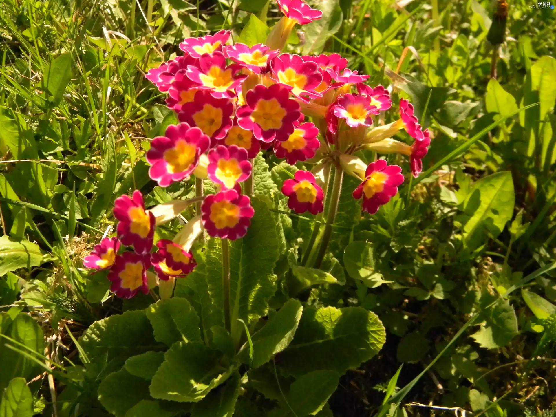 primrose, bush