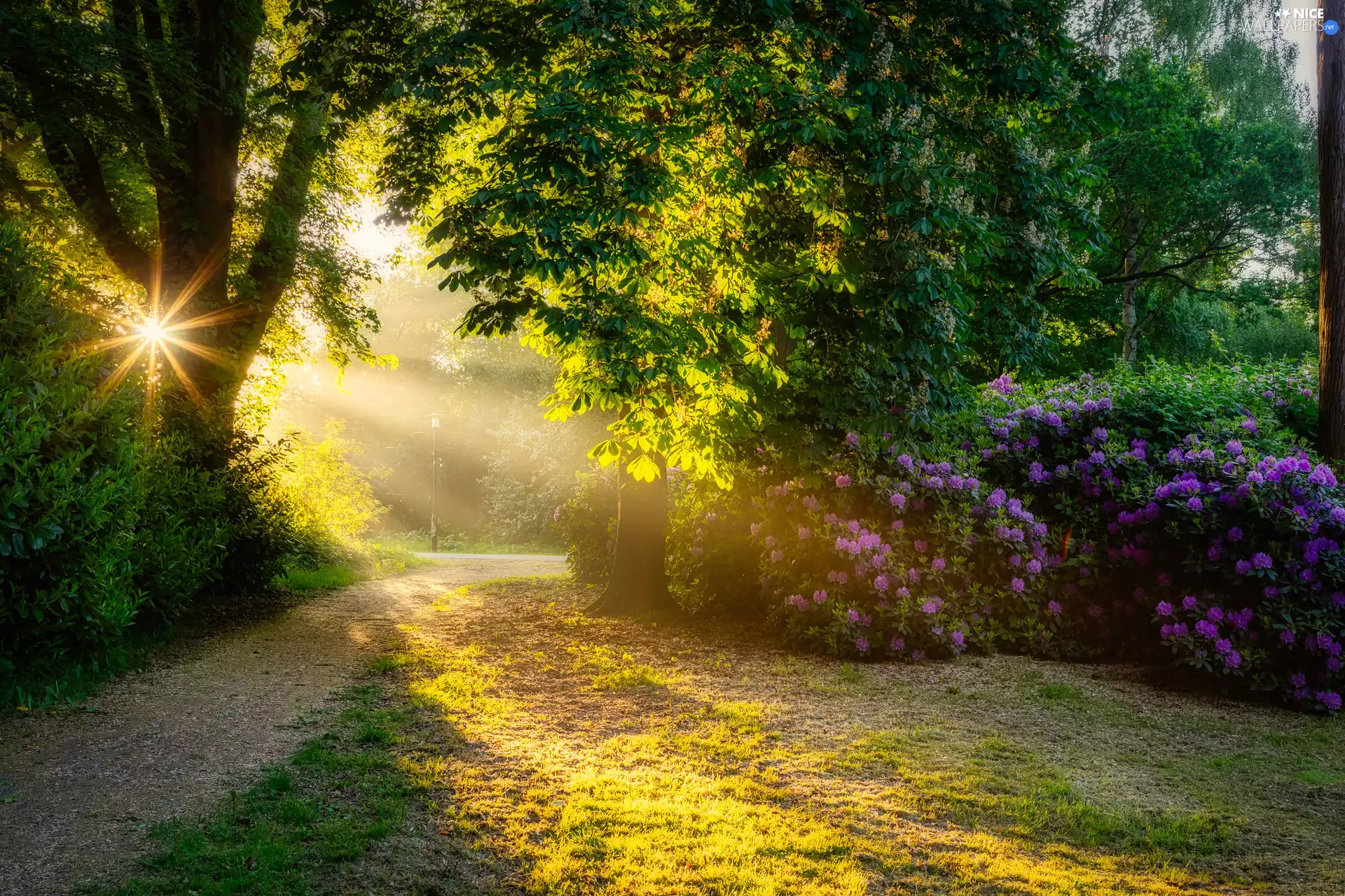 trees, viewes, light breaking through sky, Bush, rhododendron, lane, Park, Flowers