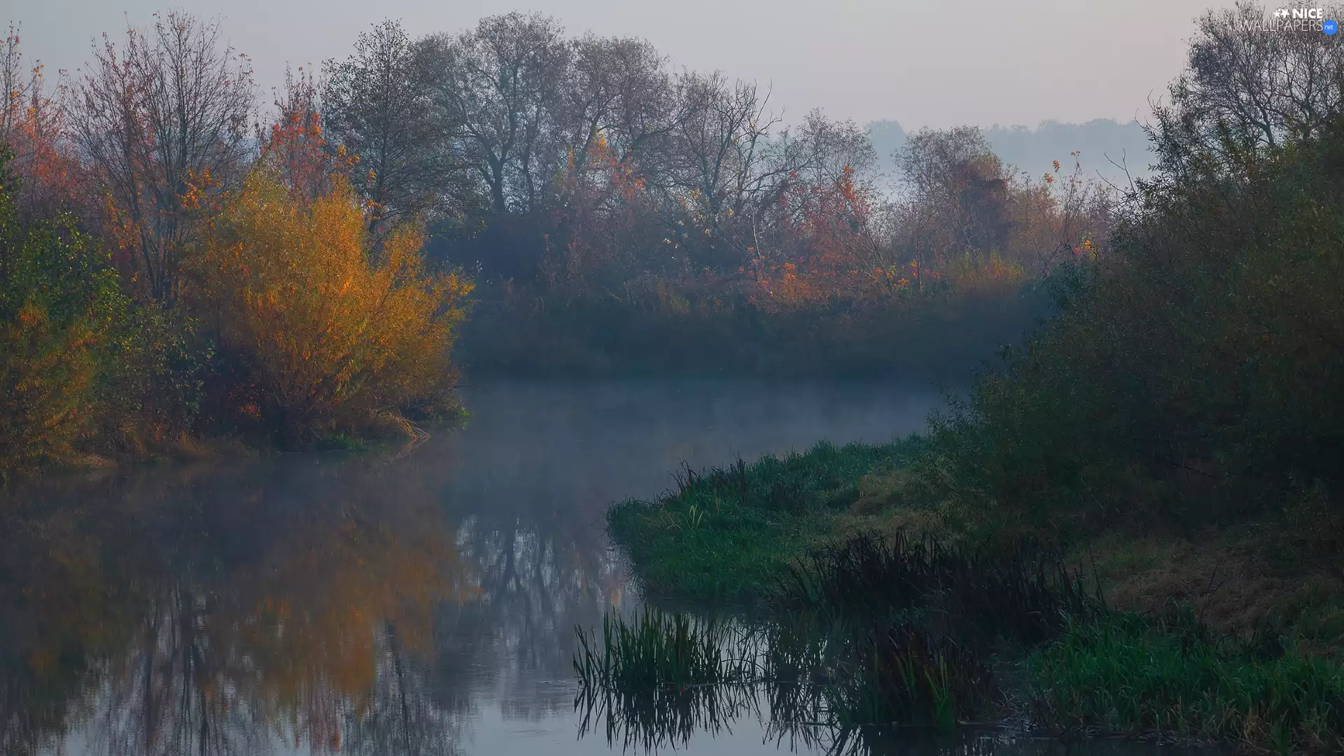 viewes, Bush, River, trees, autumn