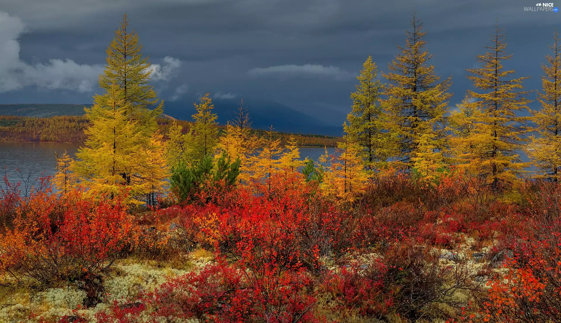 trees, autumn, Red, Bush, viewes, River