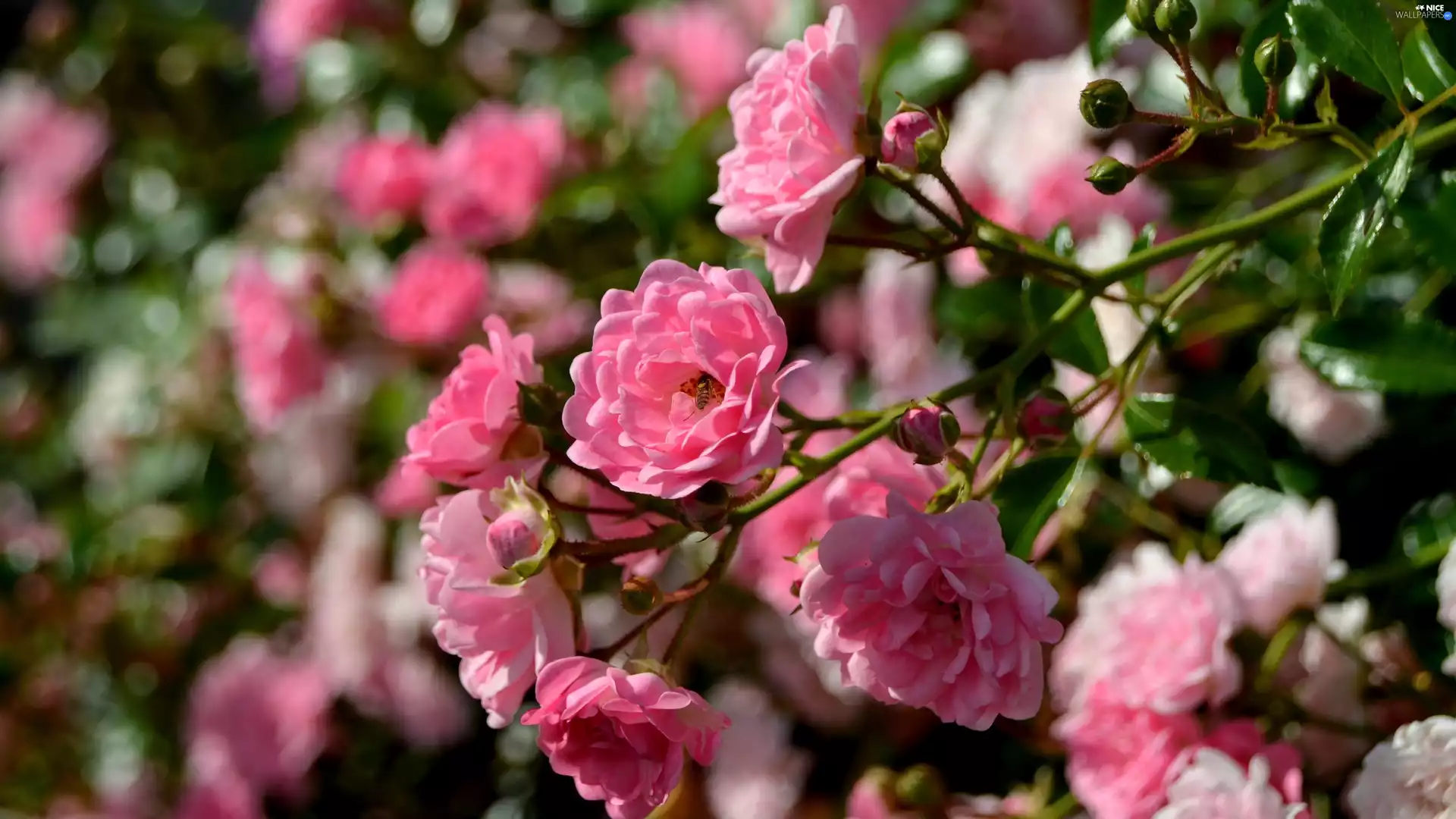 roses, Flowers, bee, Bush