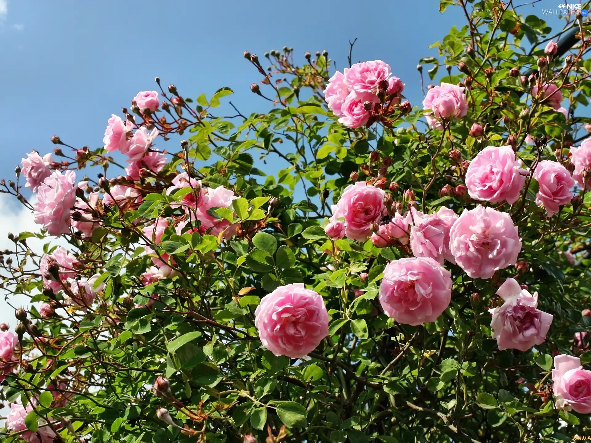 Bush, Pink, roses