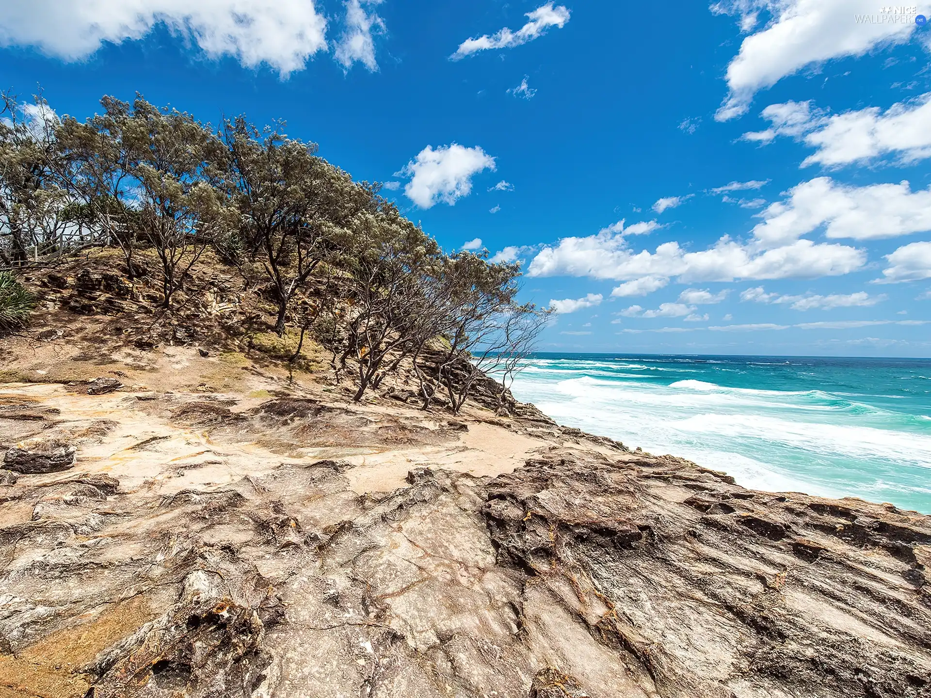 Bush, coast, Sea