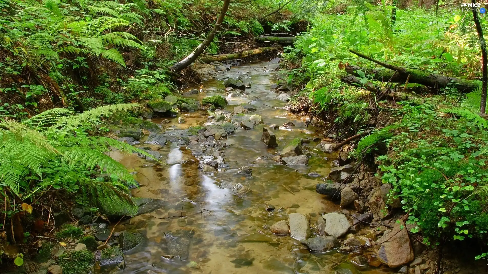 Bush, River, Stones