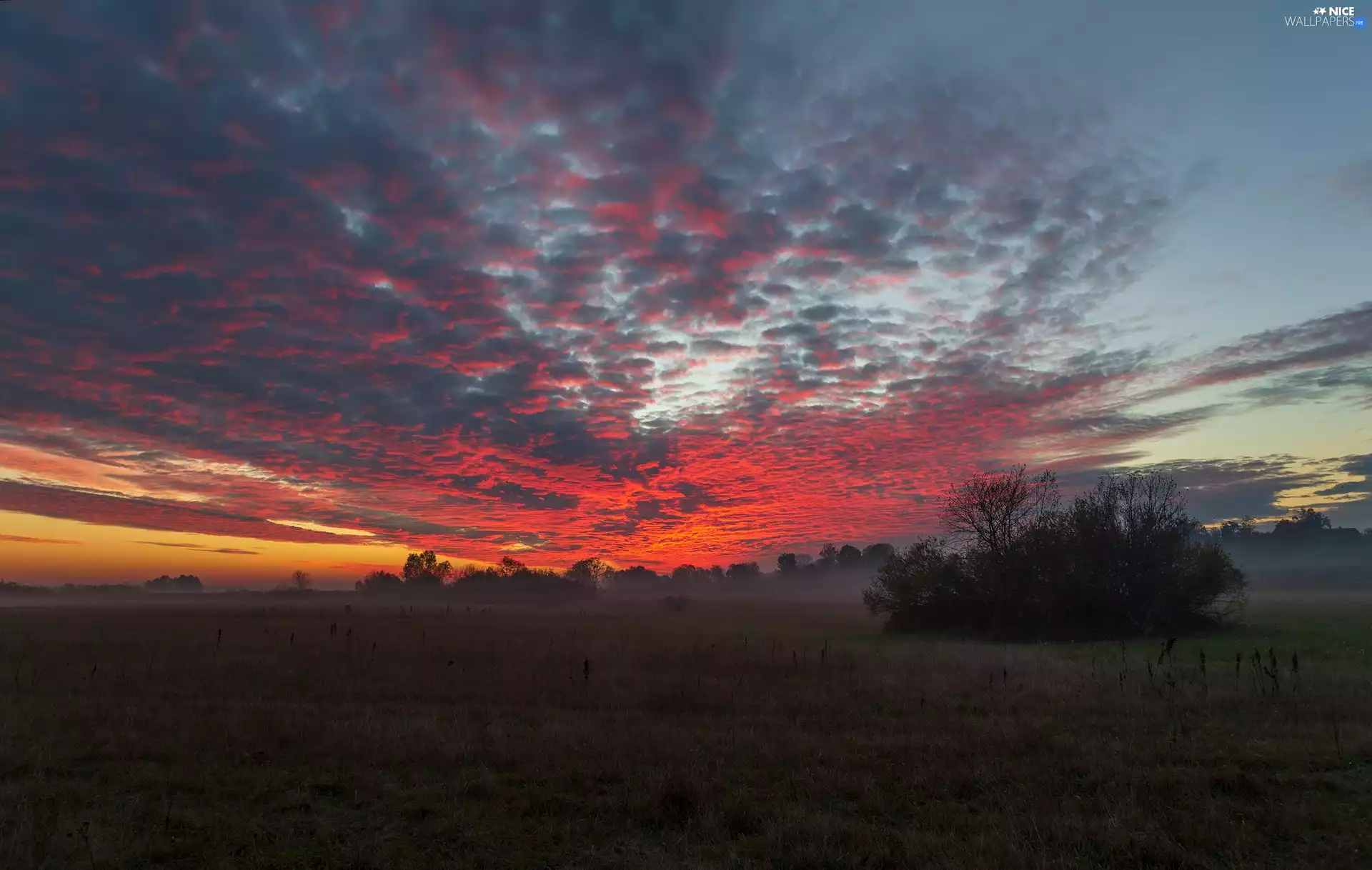 viewes, Bush, Sunrise, trees, medows