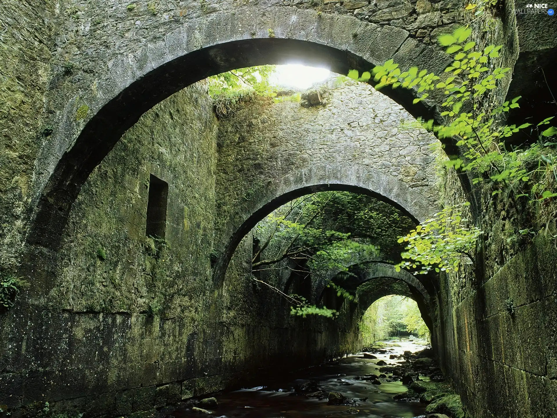 Bush, brook, tunnel