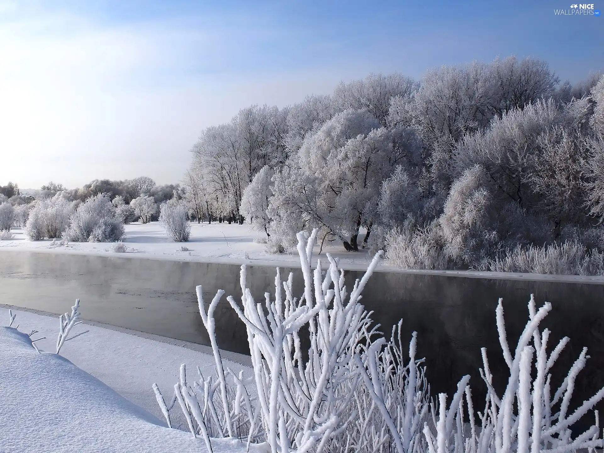 winter, frosted, Bush, River