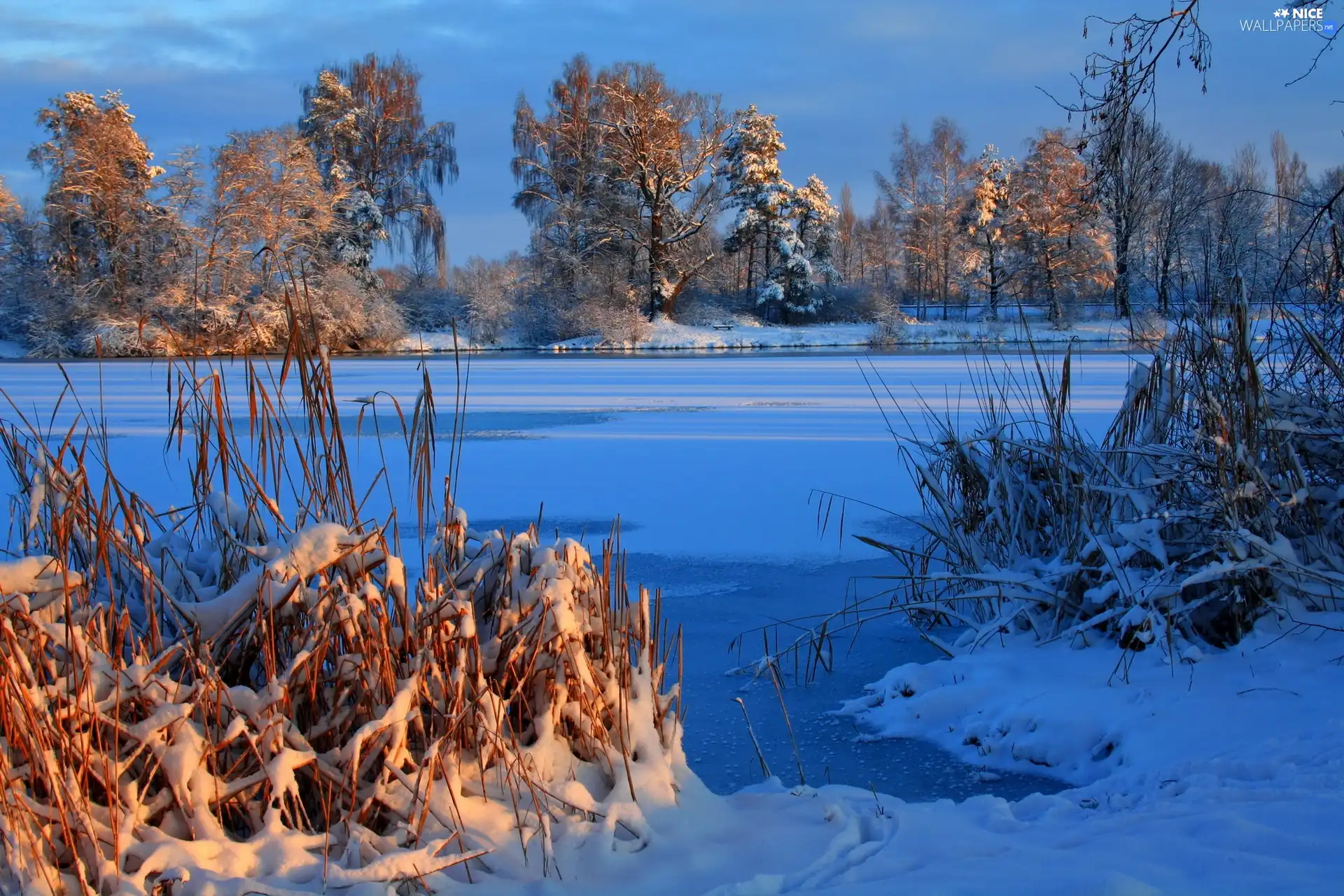 trees, frozen, Bush, winter, viewes, lake