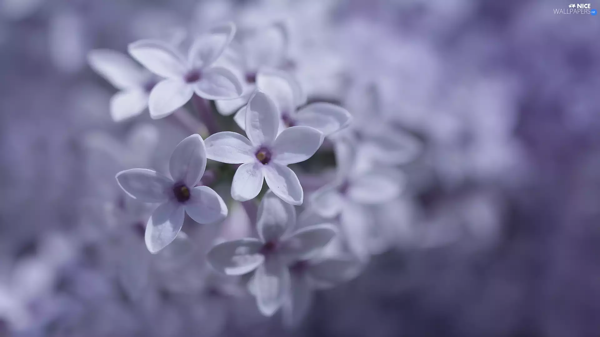 Flowers, Bush, without, Syringa, Violet