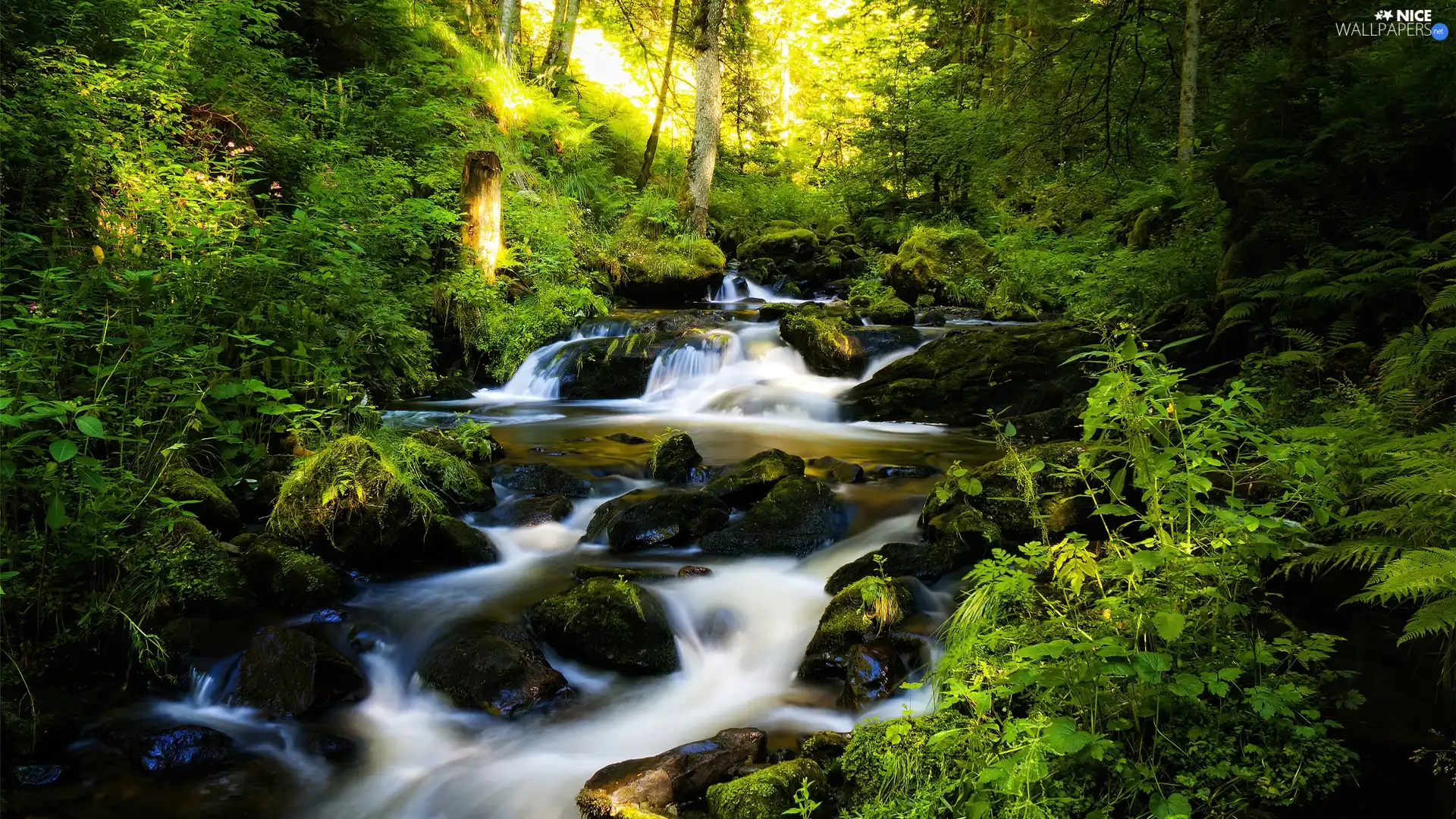 Bushes, River, trees, viewes, forest