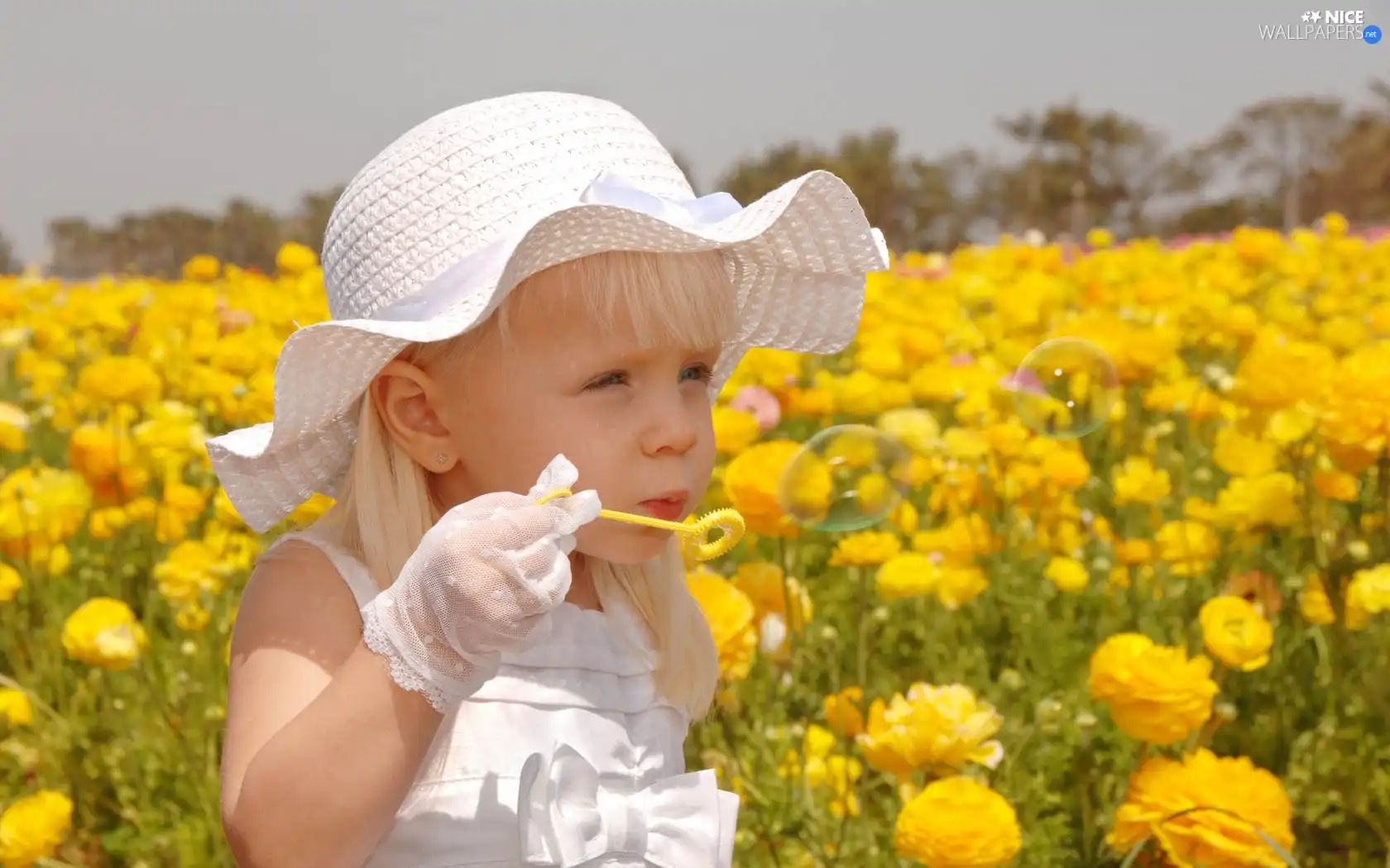 Flowers, girl, buttercup, asiatic, Ranunkulus, Hat