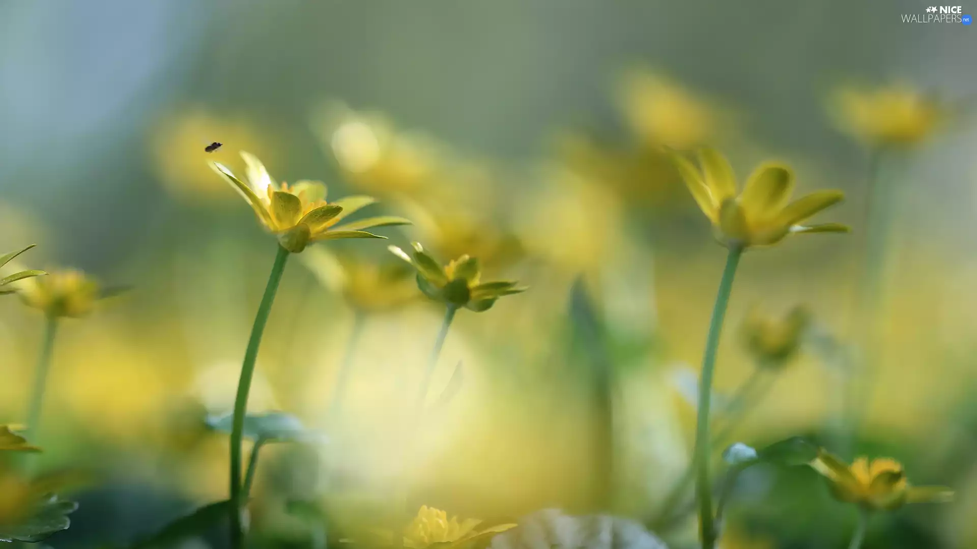 fig buttercup, Flowers, Insect, Yellow