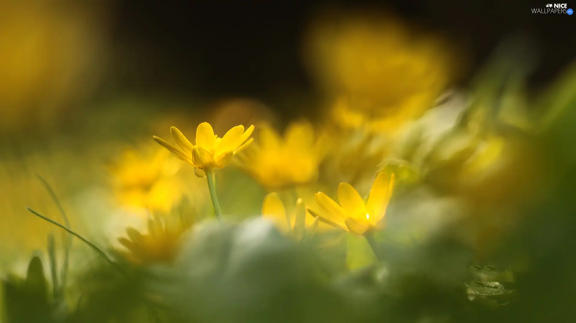 fig buttercup, Flowers, rapprochement, Yellow