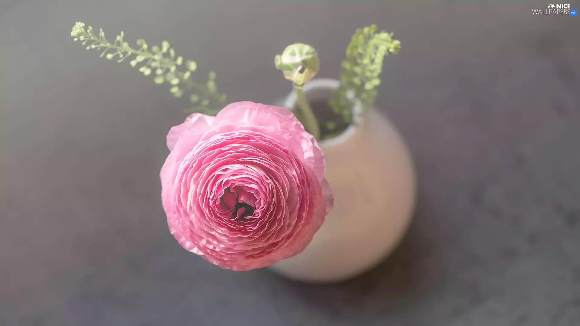 Pink, buttercup, vase, Colourfull Flowers