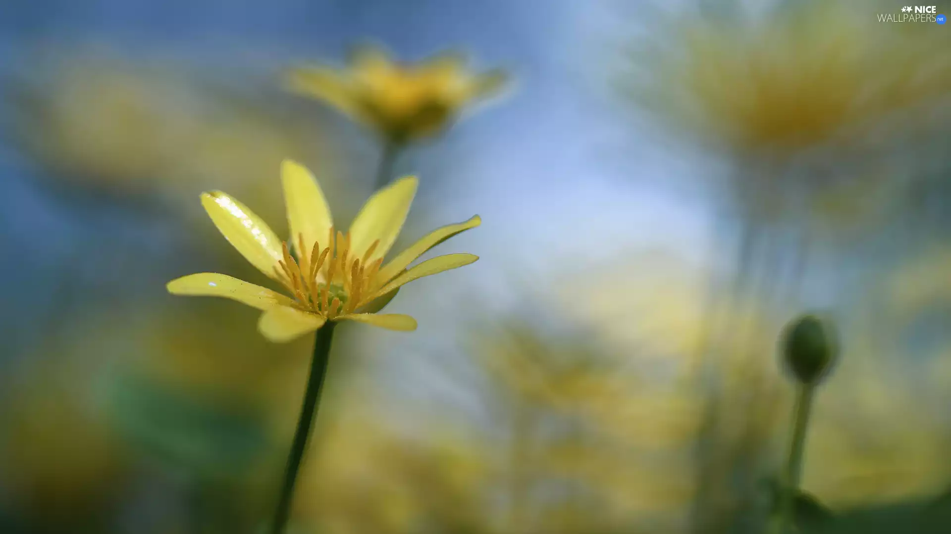 fig buttercup, Yellow, Colourfull Flowers
