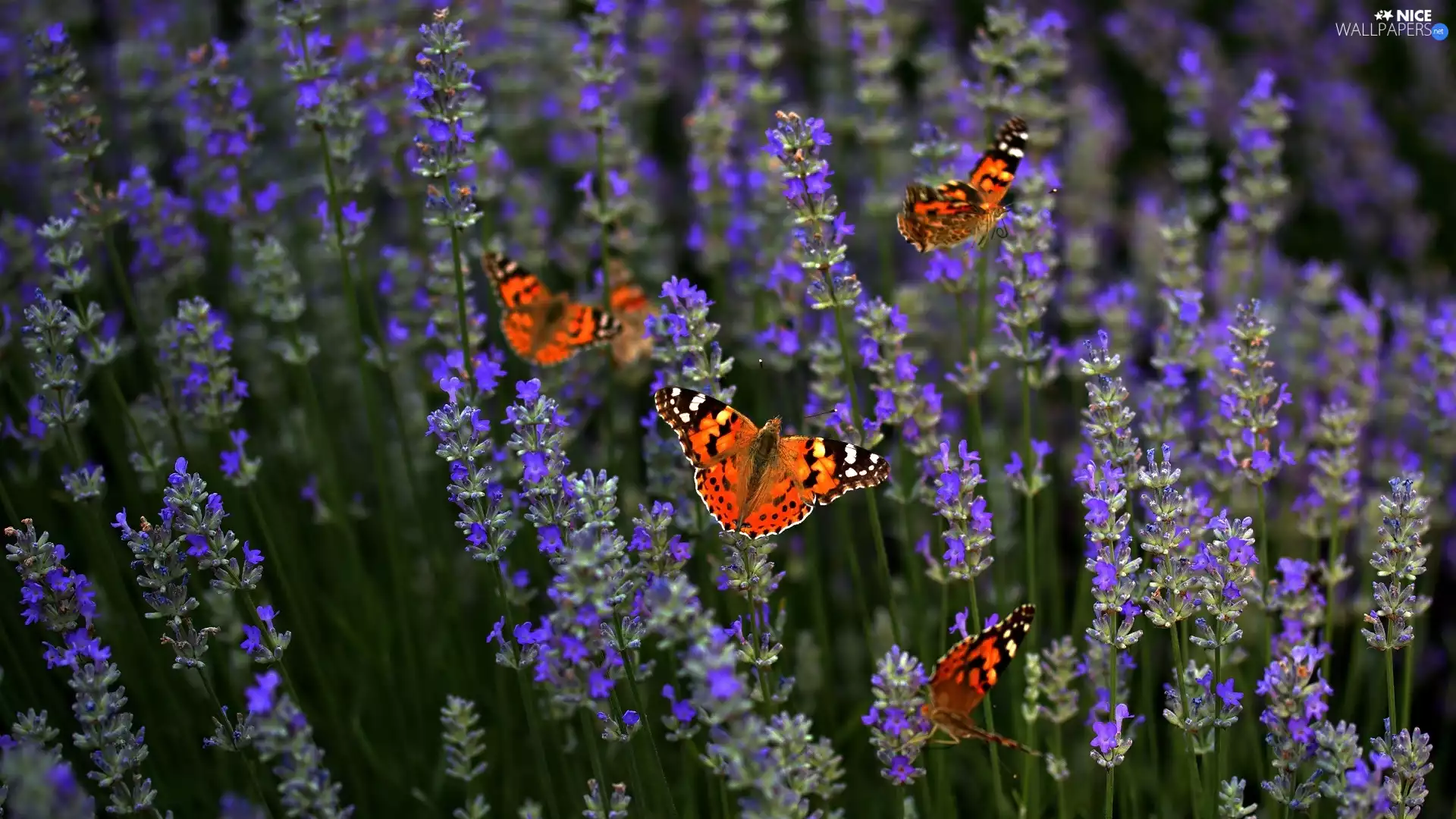 Flowers, butterflies, Painted Lady, lavender