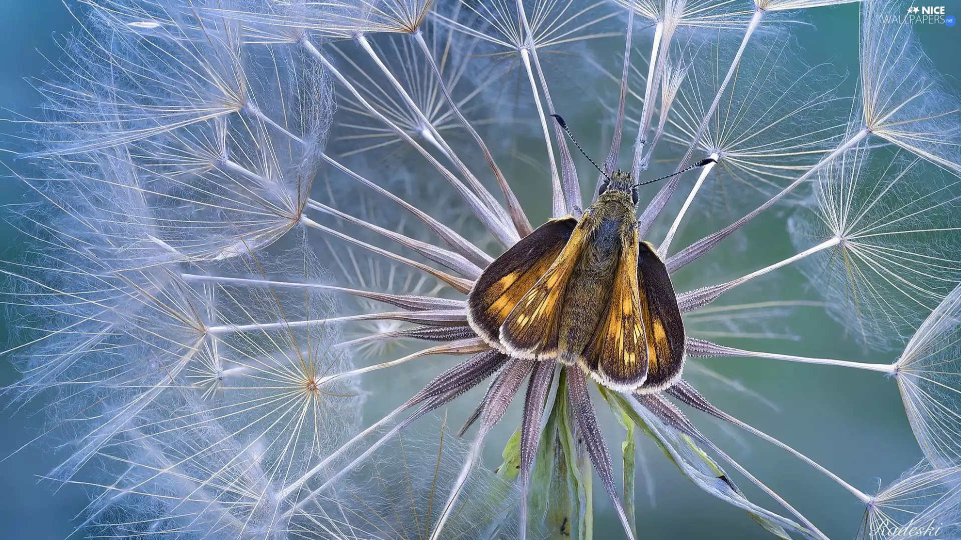 butterfly, dandelion, Achenes