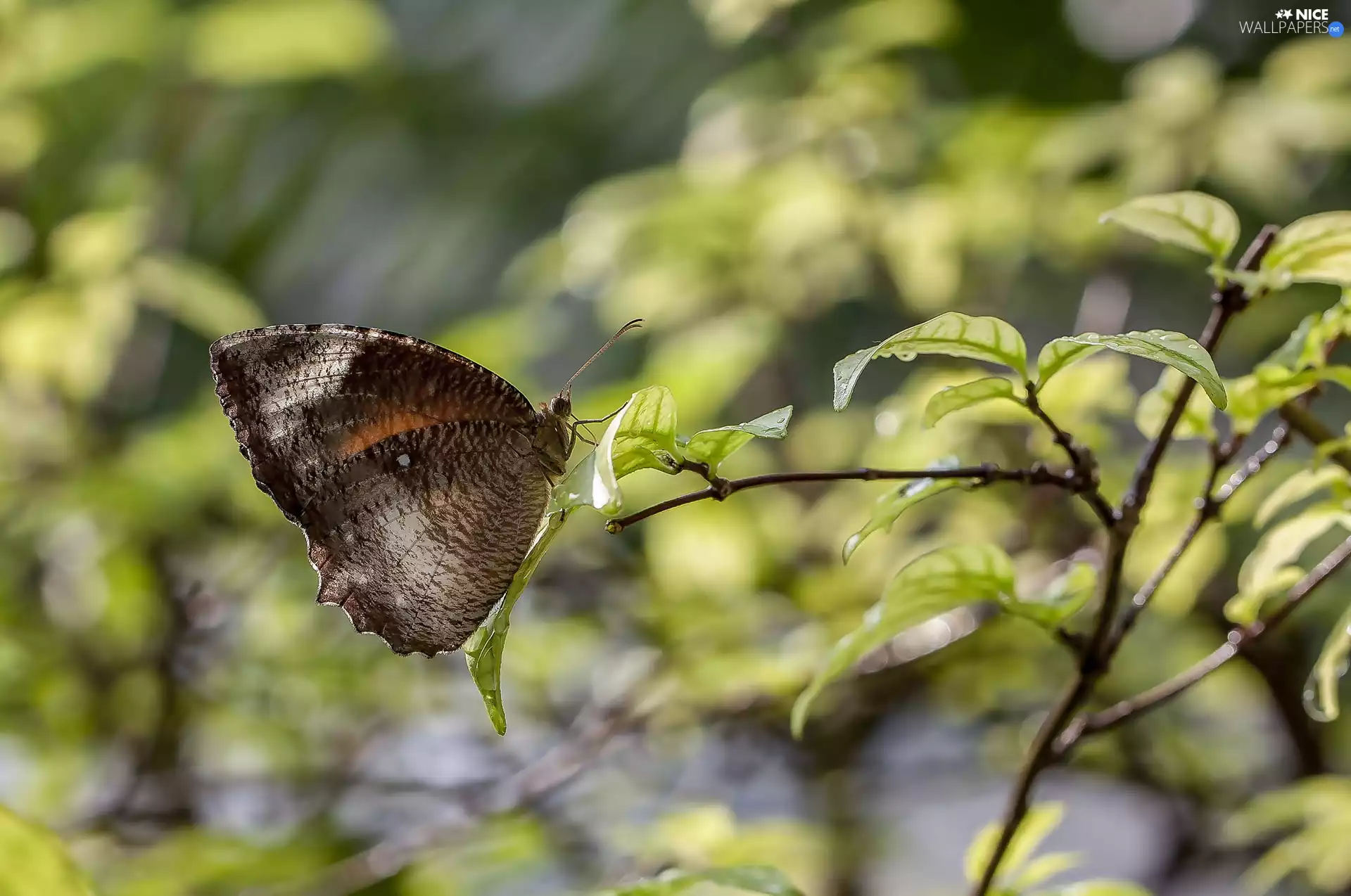 Brown, twig, Leaf, butterfly