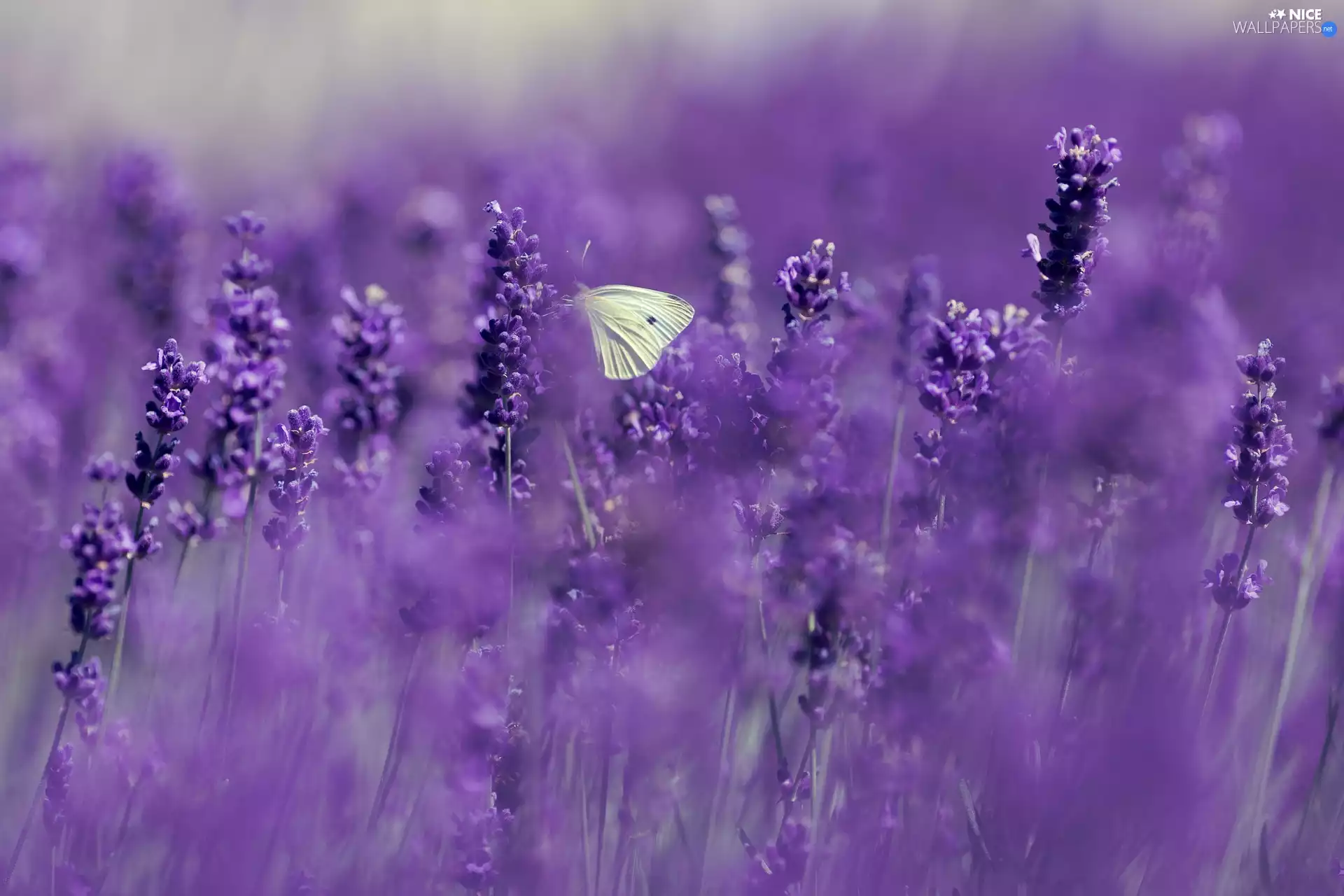Flowers, butterfly, Cabbage Butterfly, Narrow-Leaf Lavender
