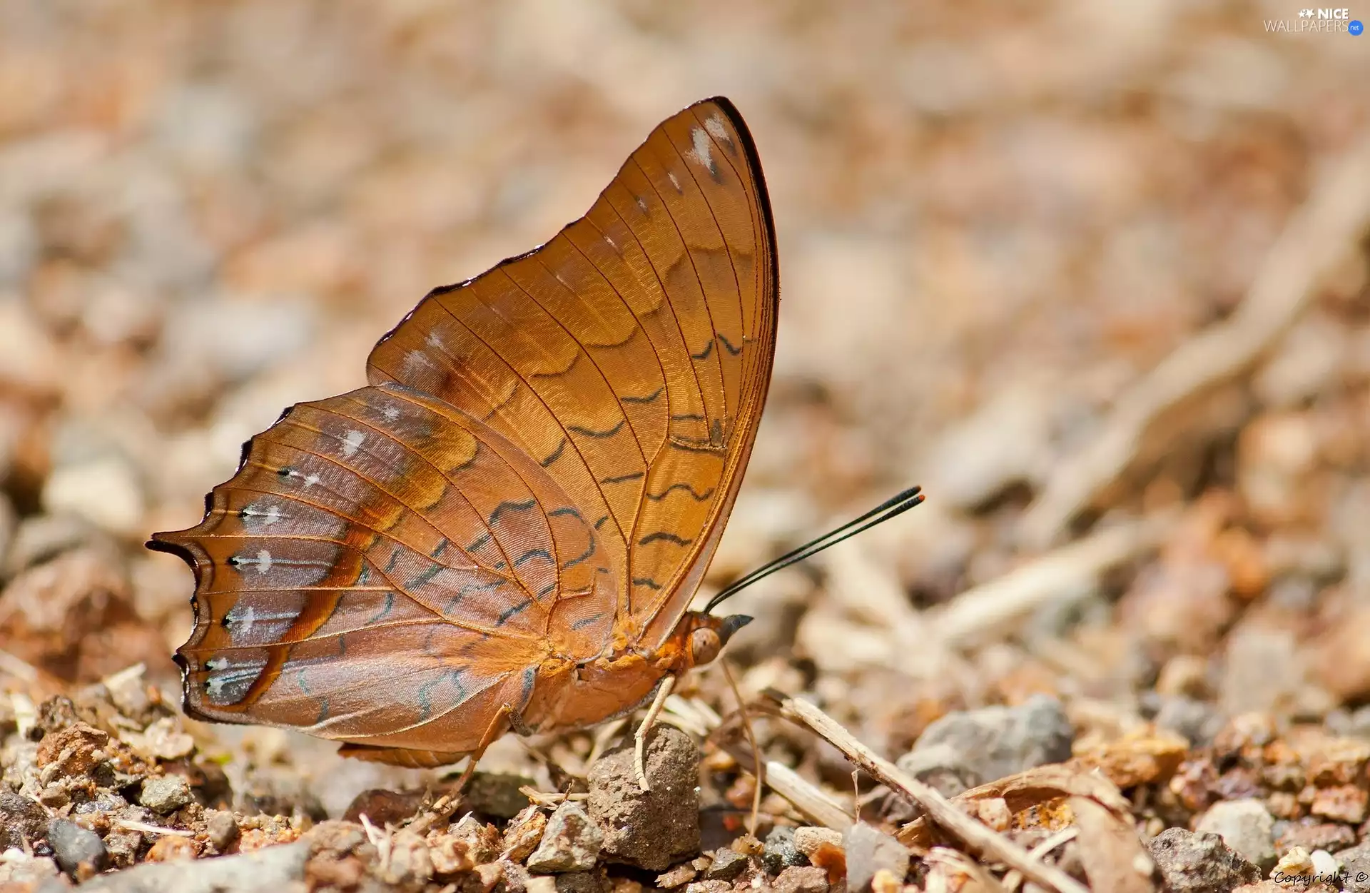 Charaxes affinis, Brown, butterfly