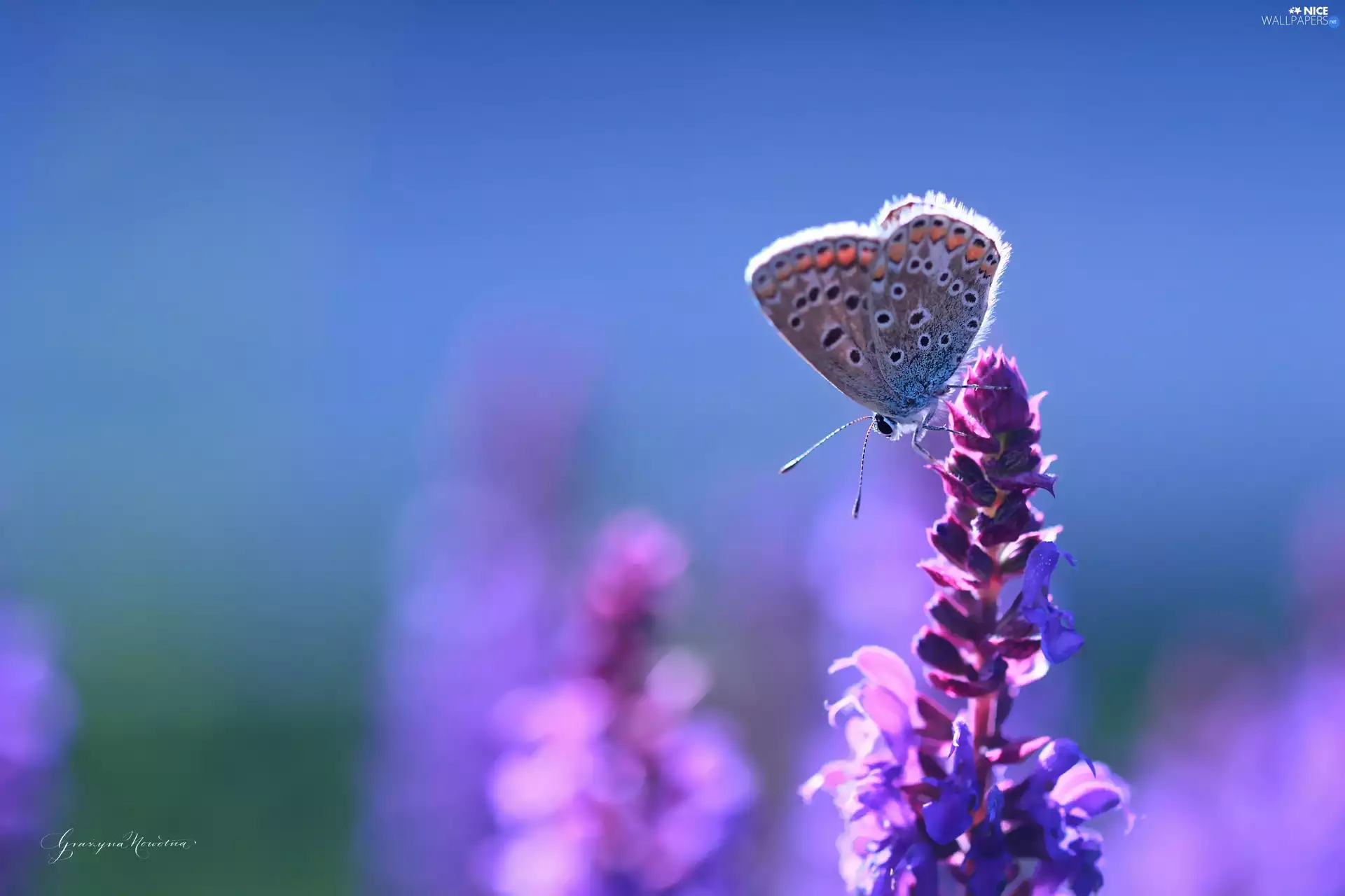 Colourfull Flowers, Dusky, butterfly