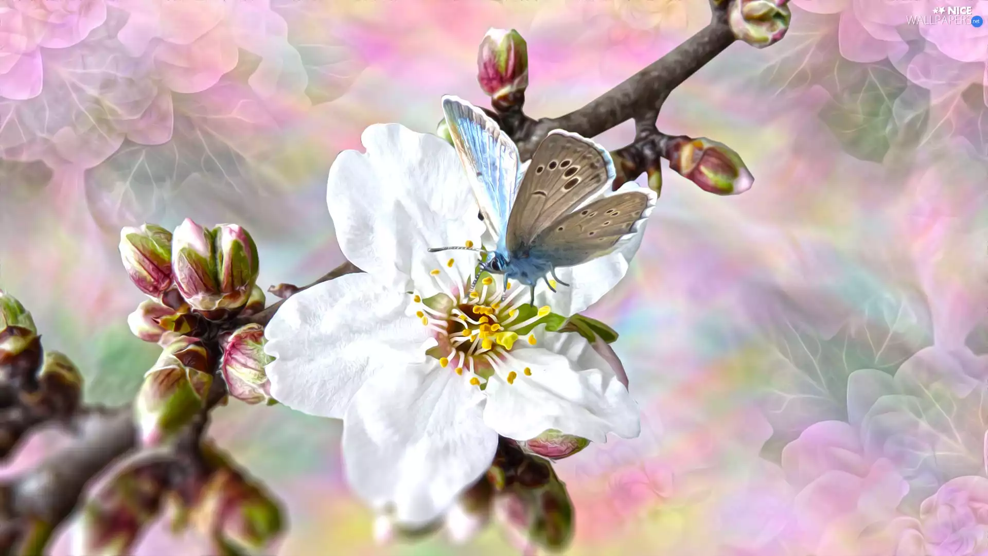 White, graphics, donuts, butterfly, Colourfull Flowers, twig