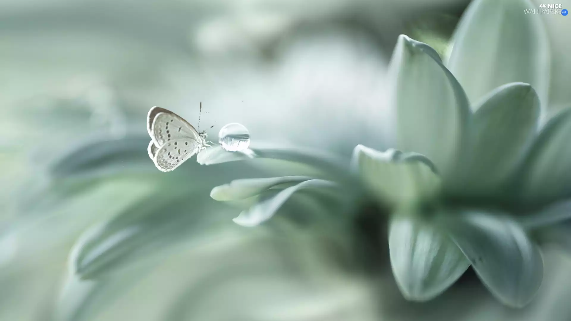 Colourfull Flowers, Phengaris Butterfly, Close, drop