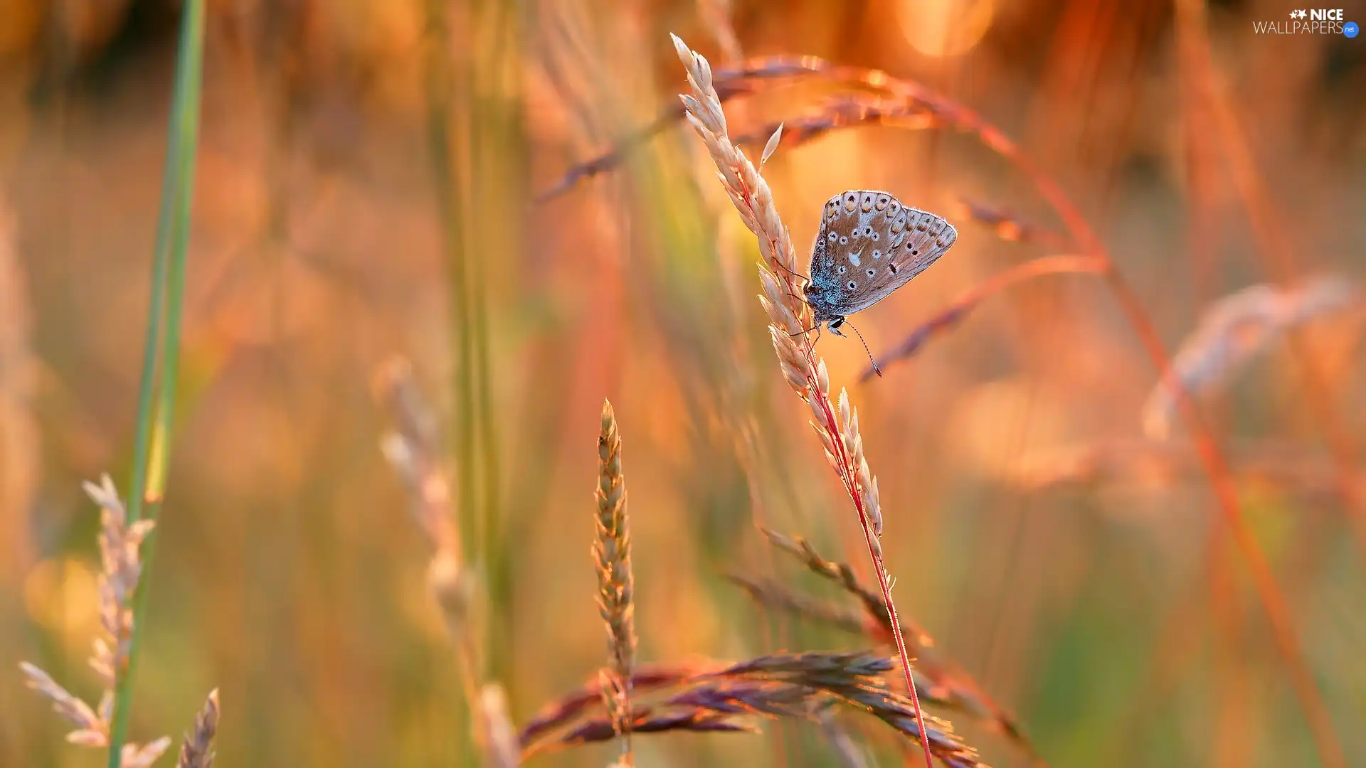 blades, butterfly, Dusky Icarus, grass