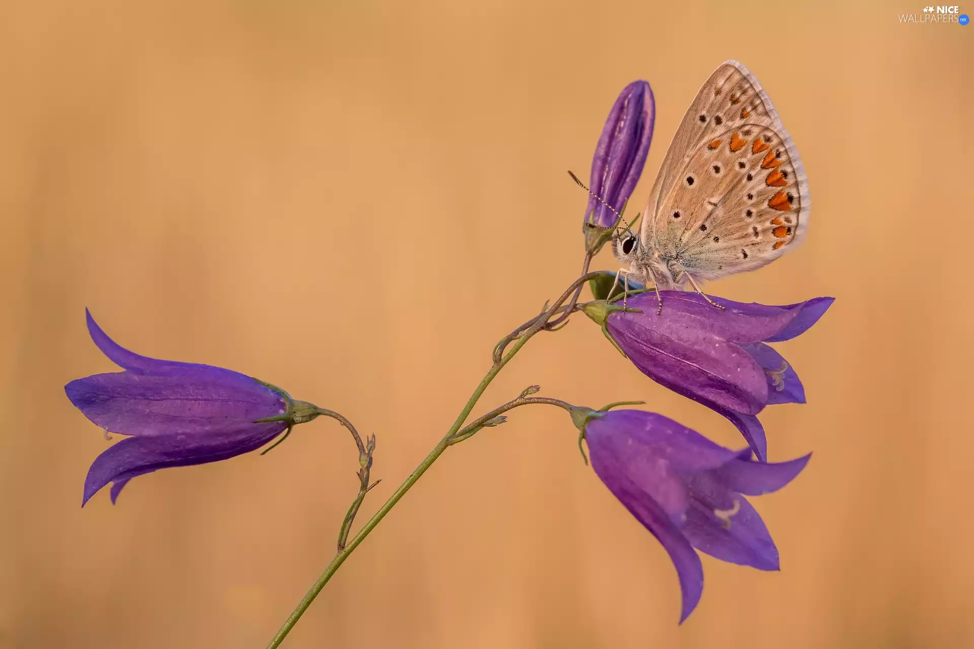 Flowers, butterfly, Dusky Icarus, ringtones