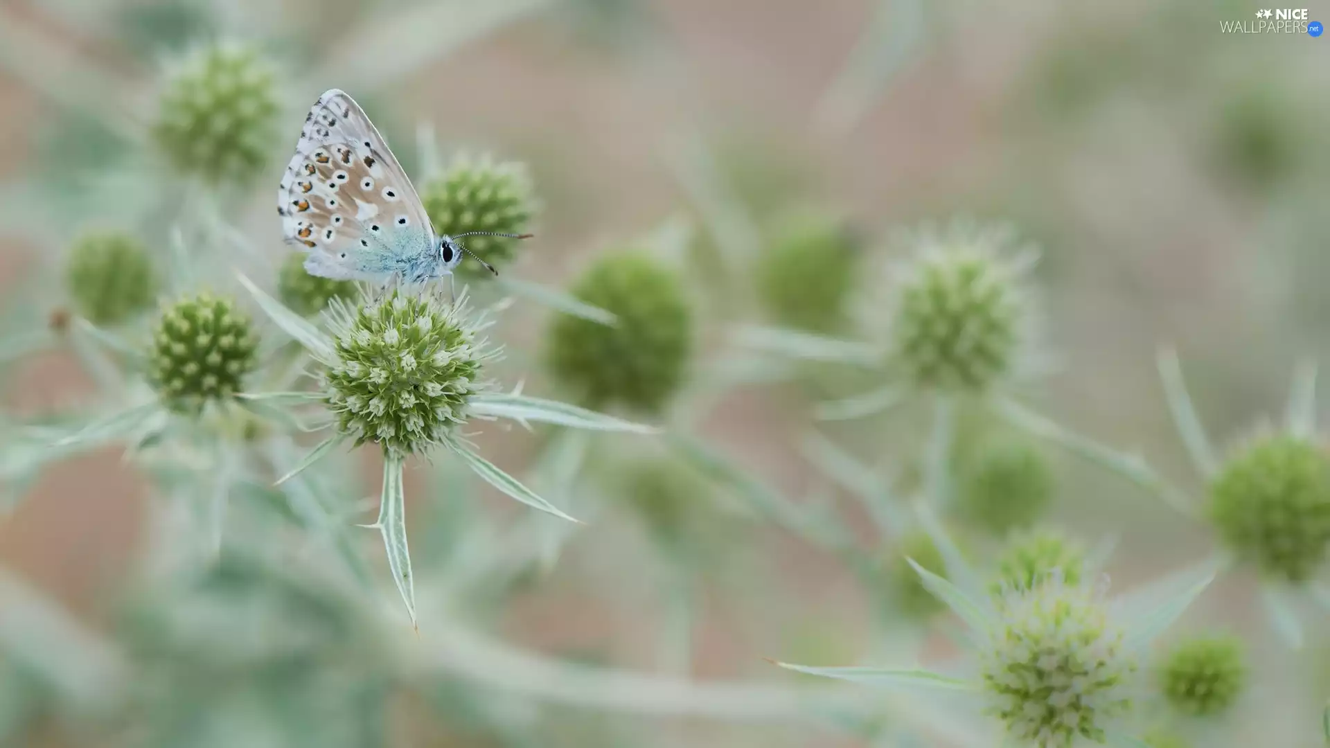 Flat See Holly, butterfly, Dusky Icarus