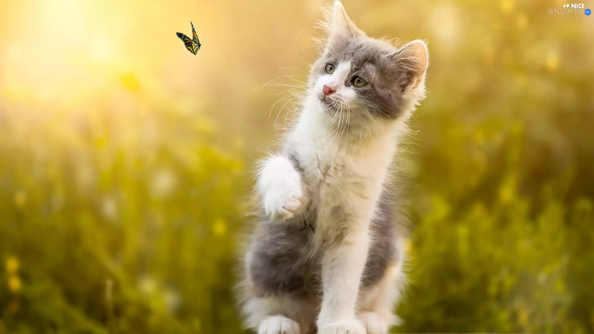 kitten, fuzzy, background, butterfly