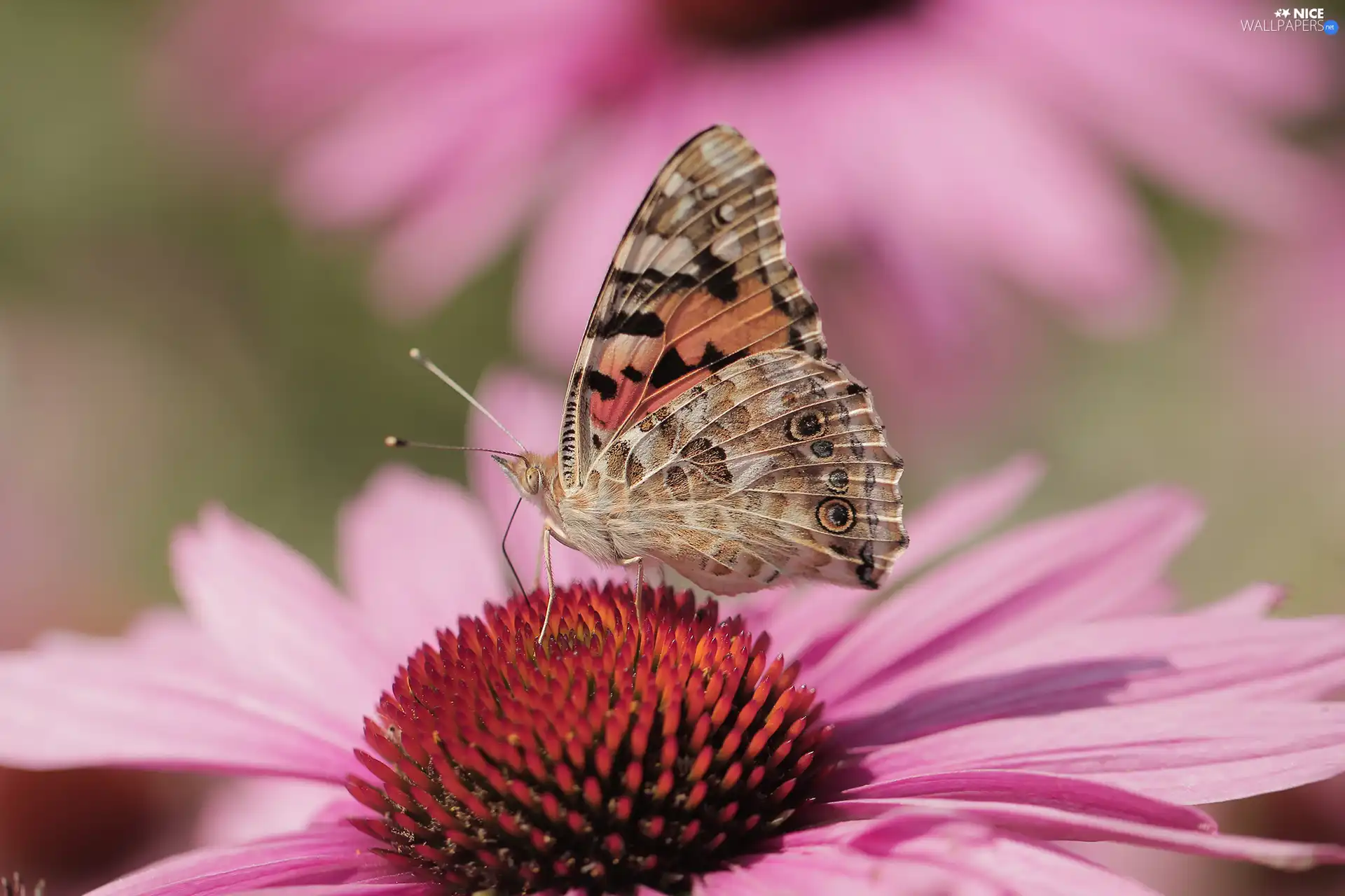Insect, Painted Lady, Colourfull Flowers, echinacea, Close, butterfly