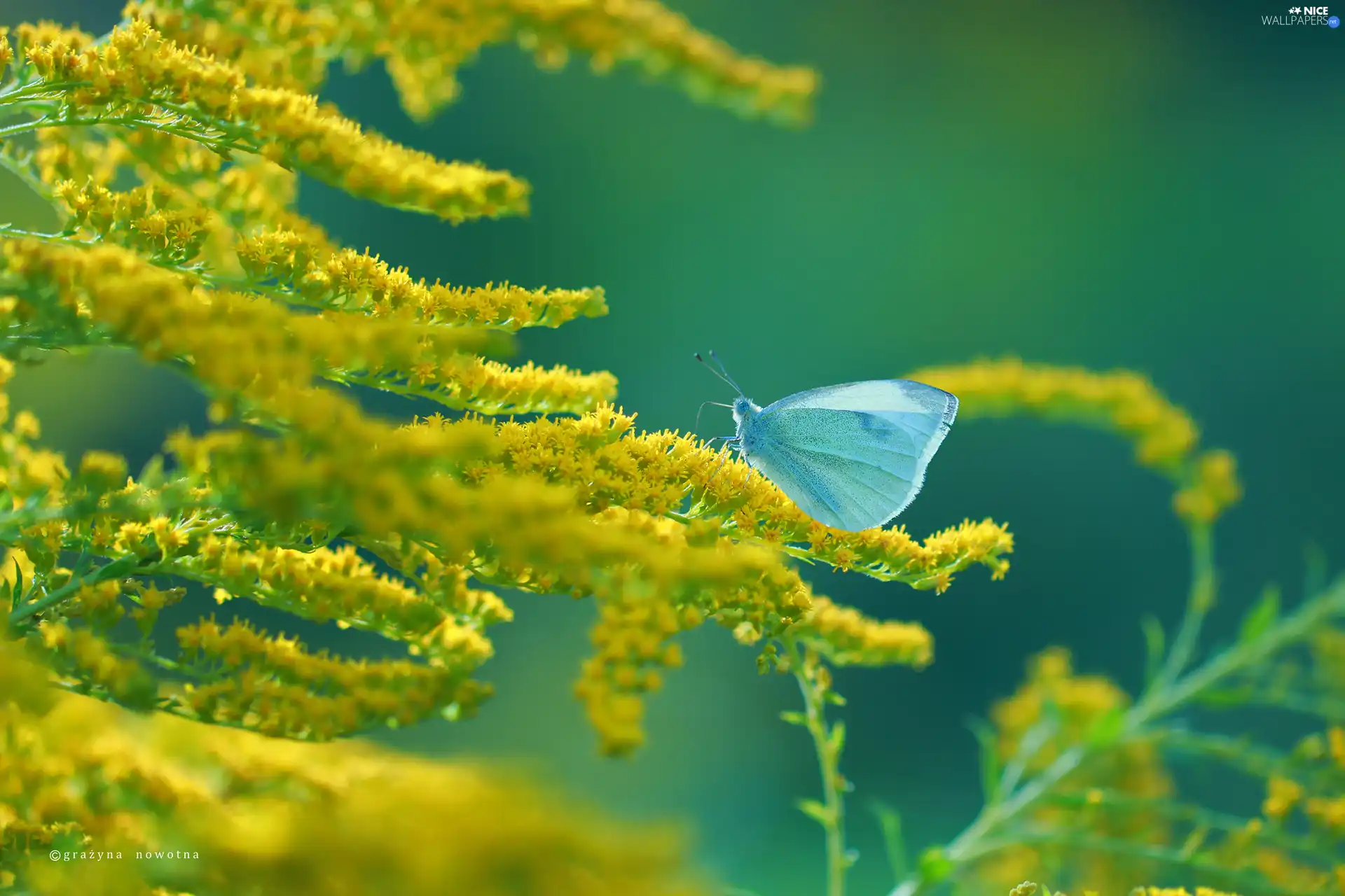 butterfly, Cabbage, Yellow, Flowers, Goldenrod