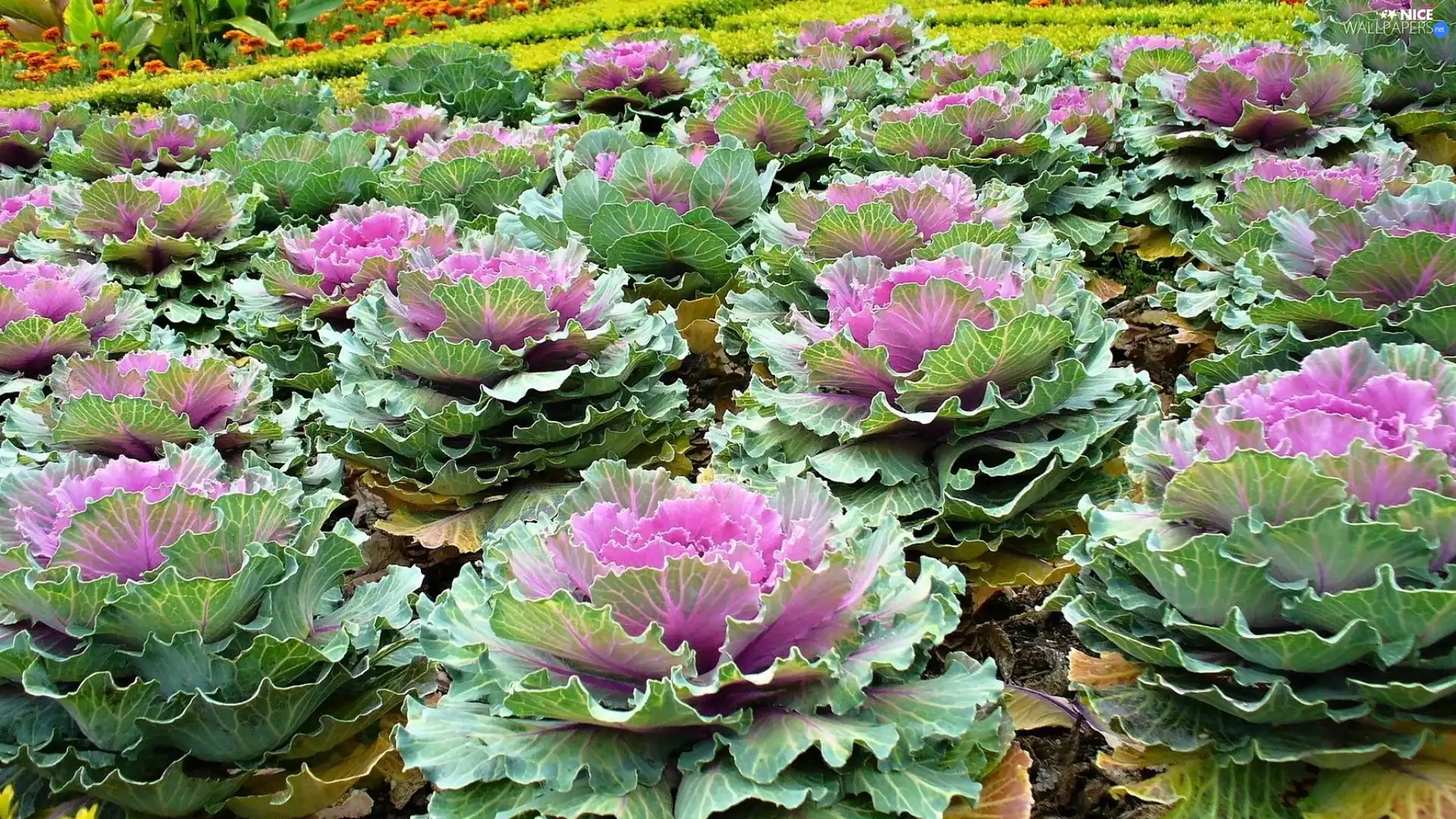 cabbage, Violet, fancy