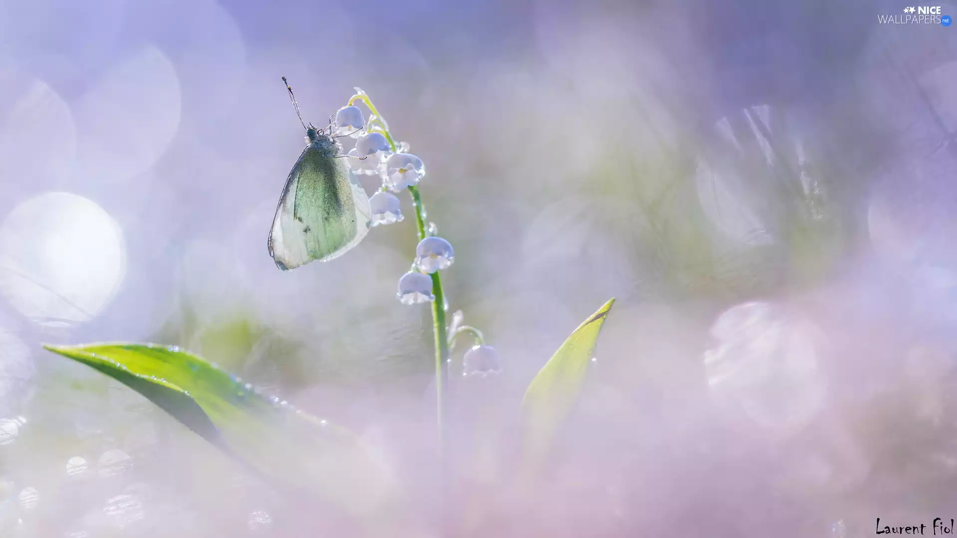 butterfly, Colourfull Flowers, lily of the Valley, Cabbage