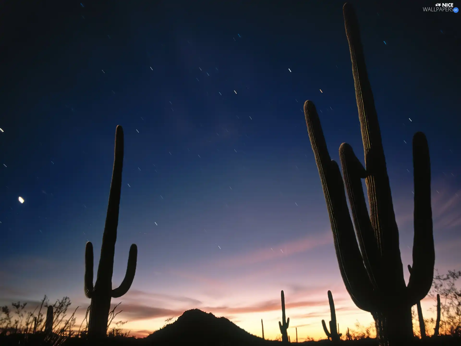 Arizona, Cactus