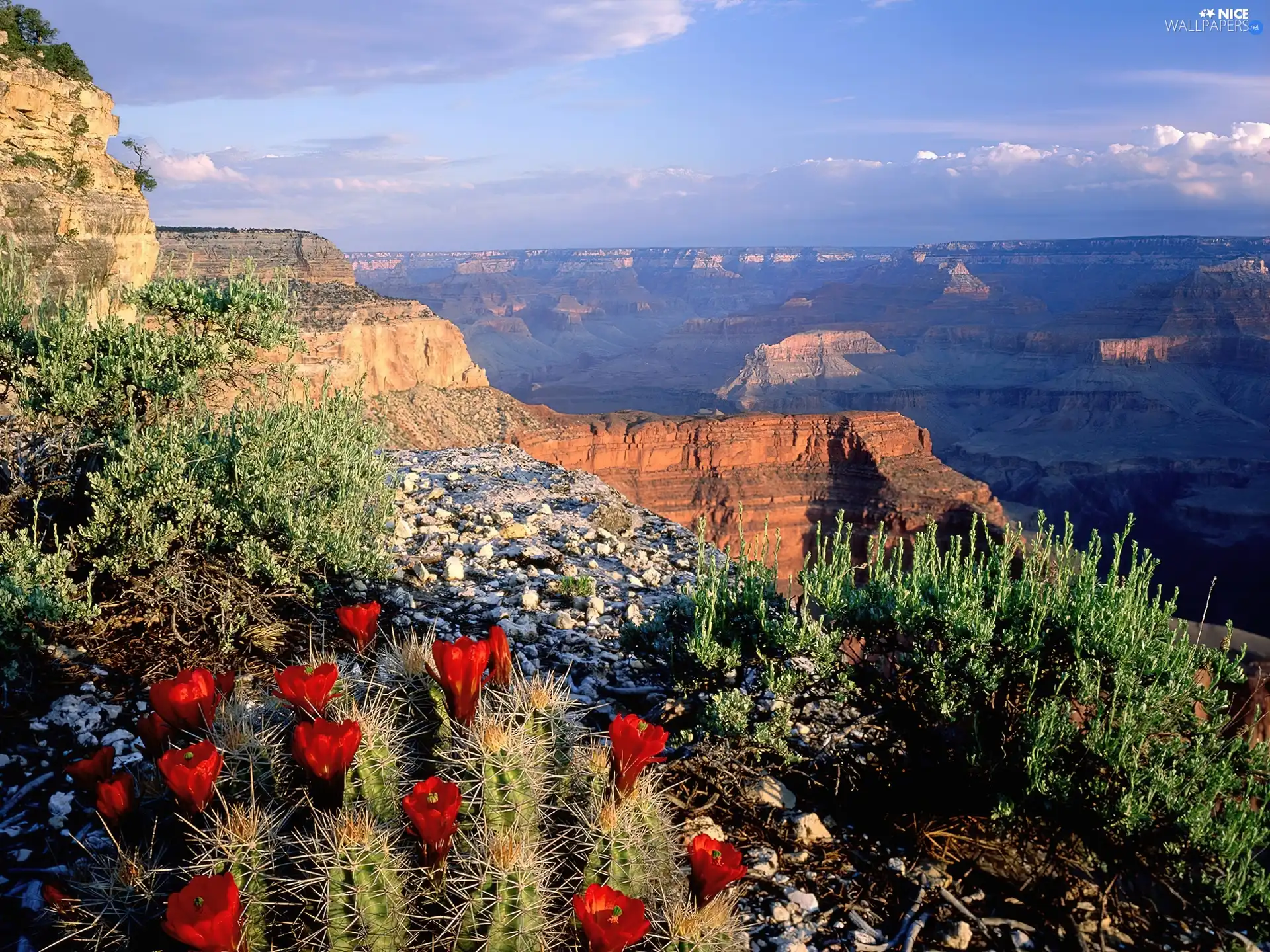 canyon, VEGETATION, Cactus, Mountains