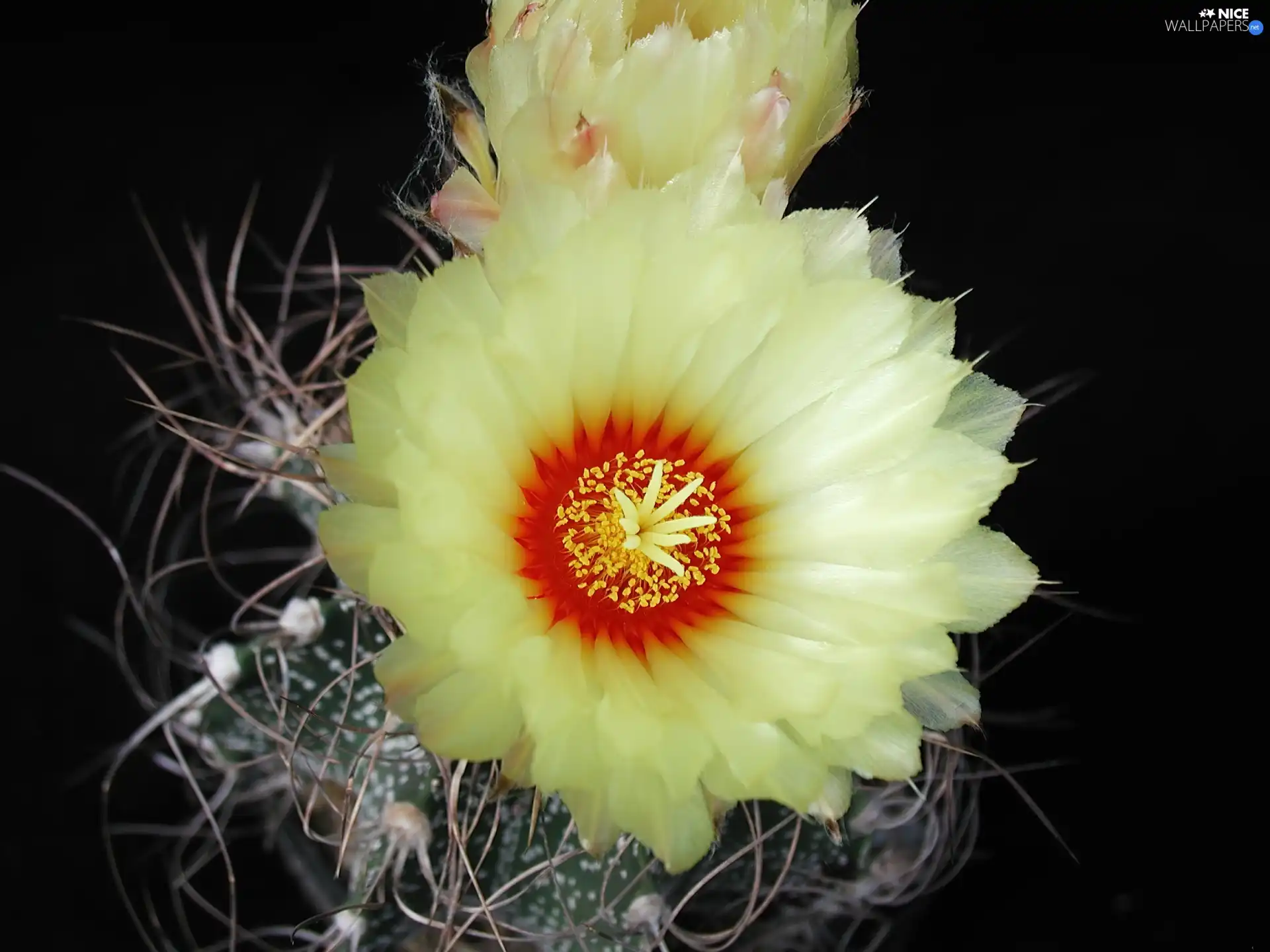 cream, Colourfull Flowers, Cactus