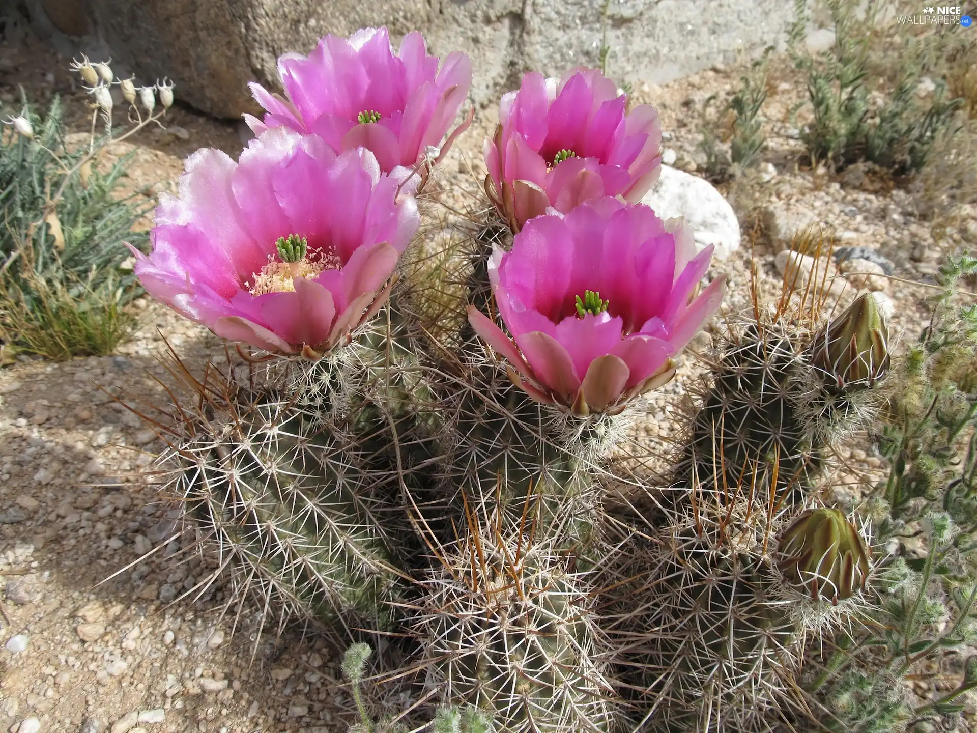 flower, Cactus