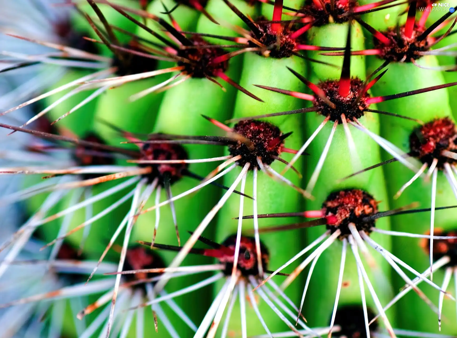 cactus, Red, Spikes