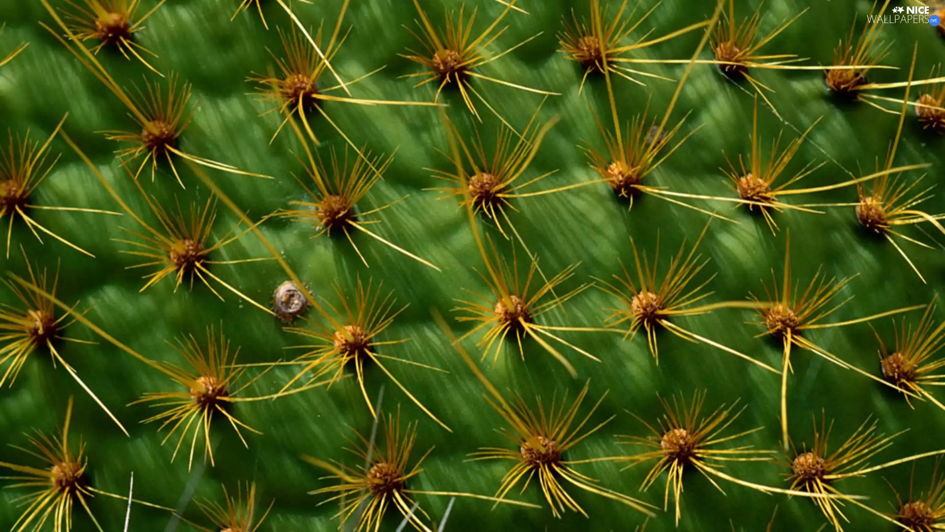 Cactus, Spikes