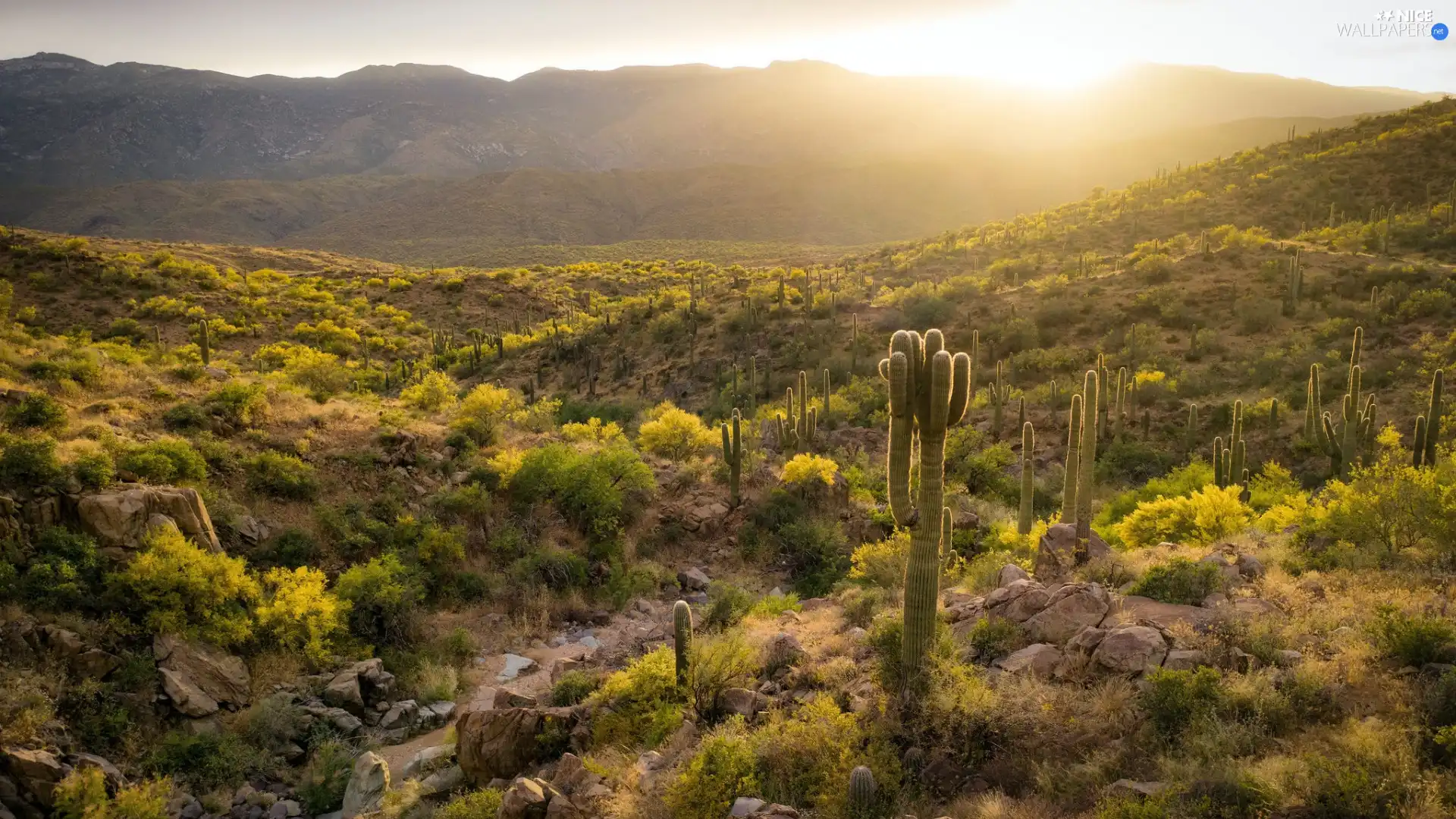 Sunrise, Cactus, The Hills, Mountains