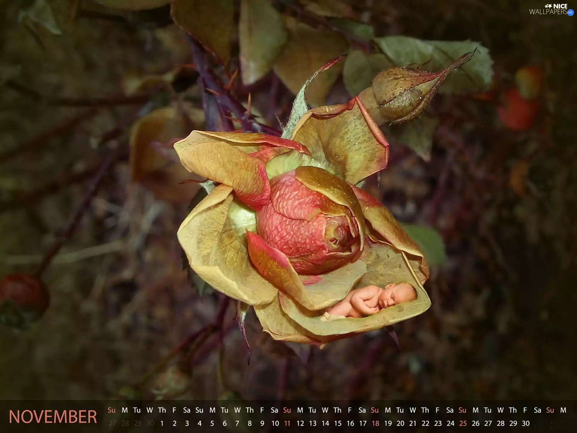 Colourfull Flowers, Kid, Calendar, little doggies