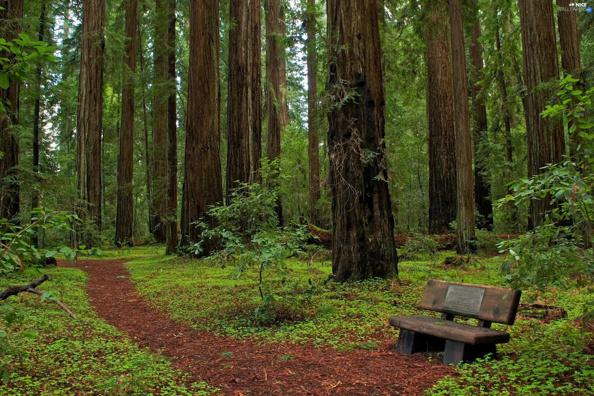 California, Park, Bench