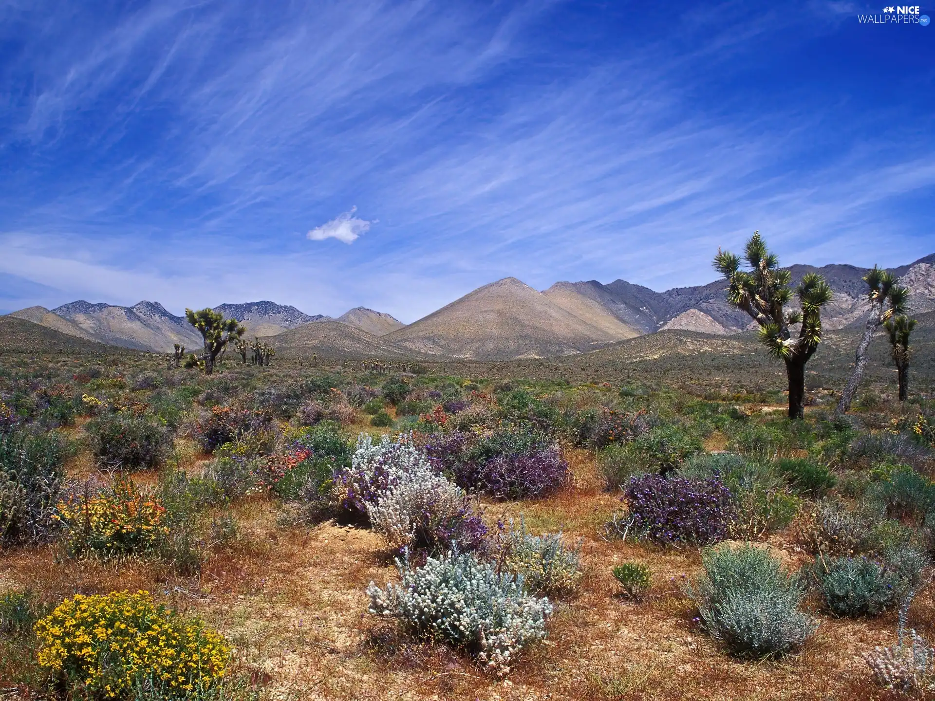 California, Desert, Bloom