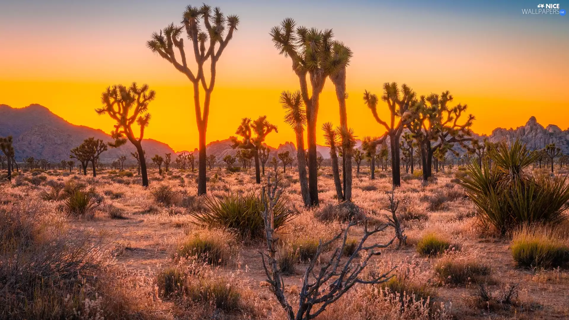 Flowers, Great Sunsets, California, The United States, Joshua Tree National Park, Joshua trees