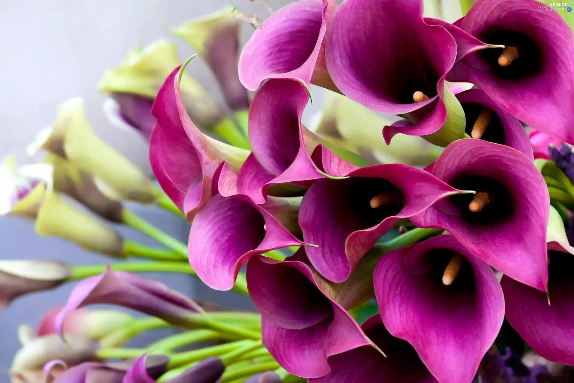 Calla, Flowers, claret