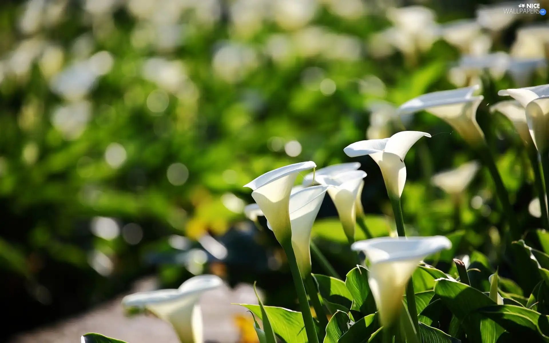 White, Calla